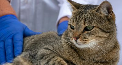 Novel cancer treatment shows promise for cats and humans